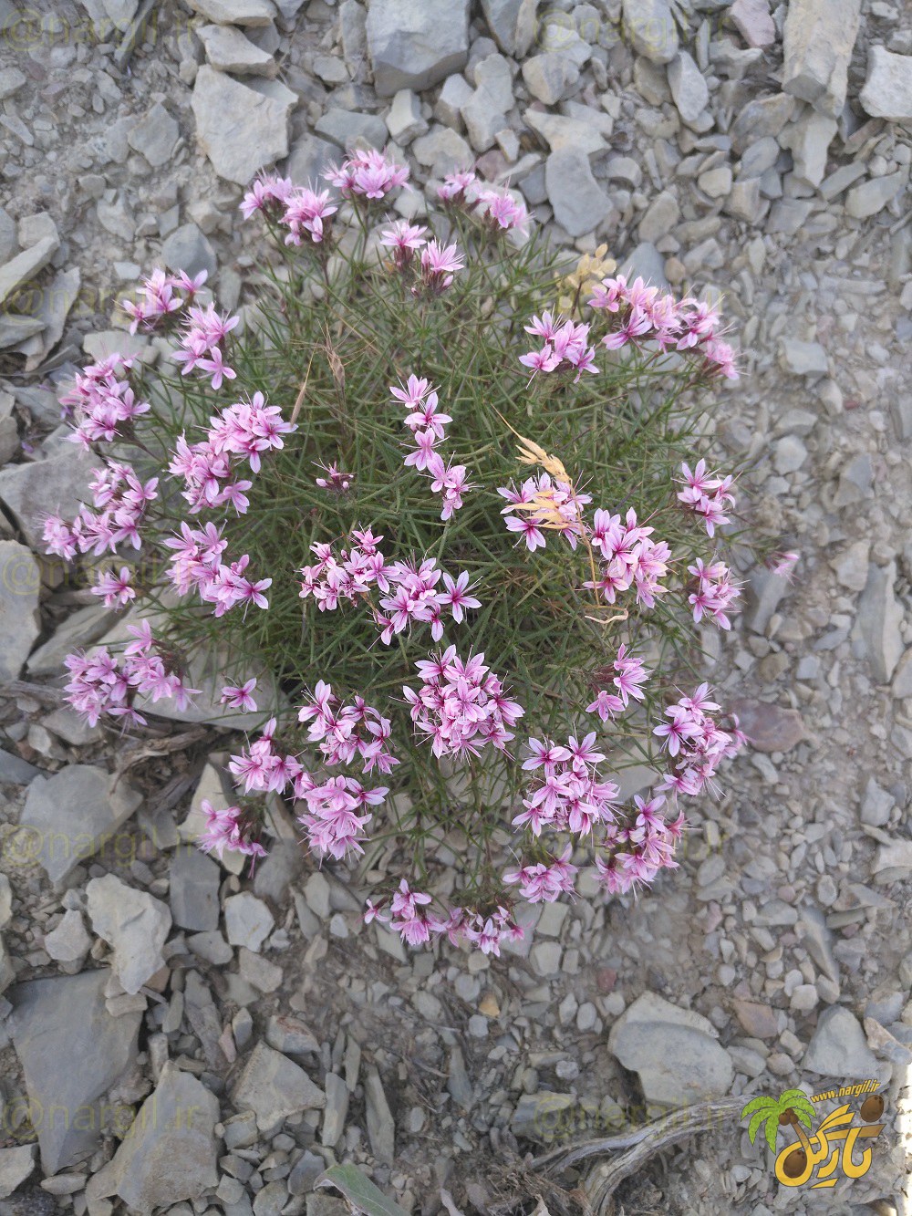کلاه میرحسن - معرفی گیاهان بومی ایران